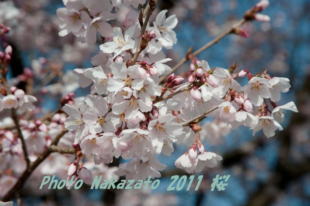 高遠の桜